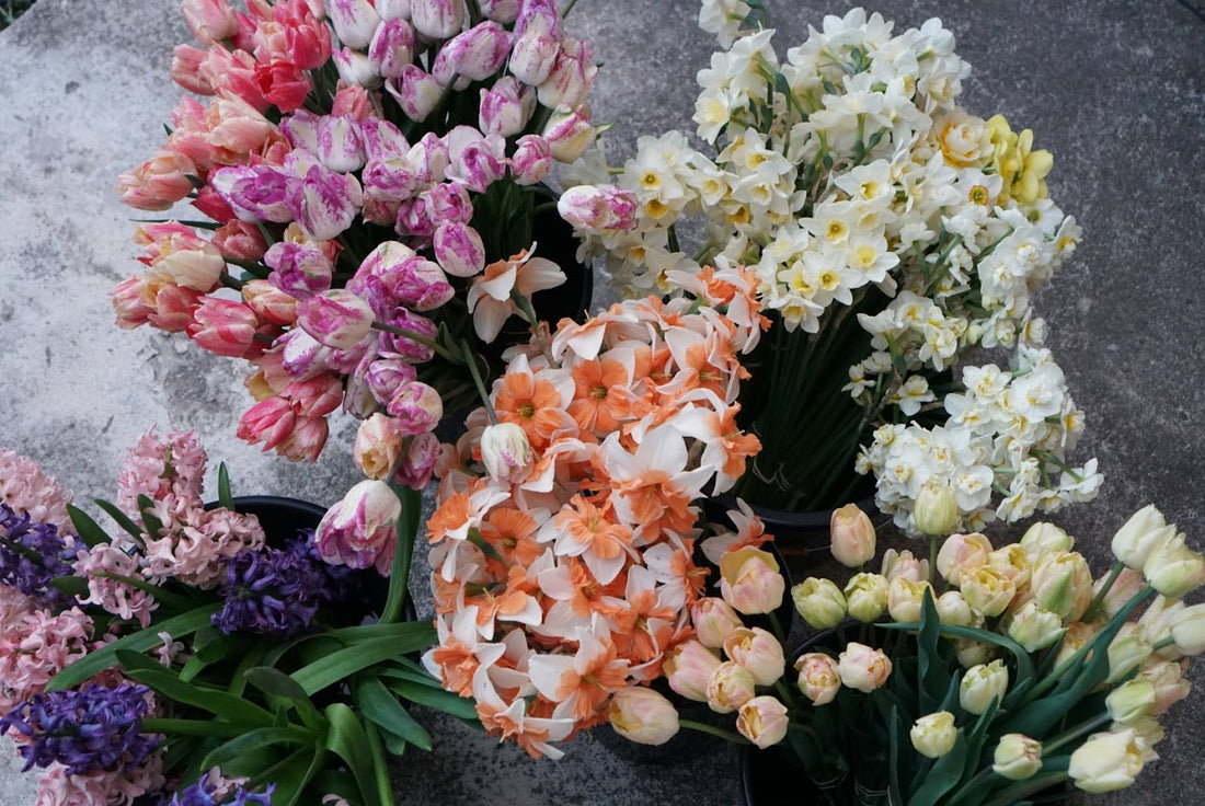 First Week of May on Our Cut Flower Farm