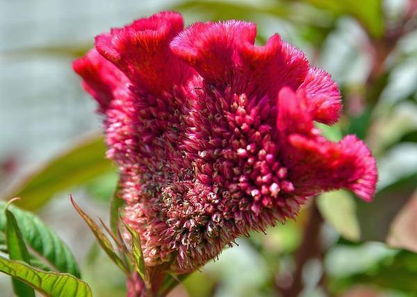 Celosia