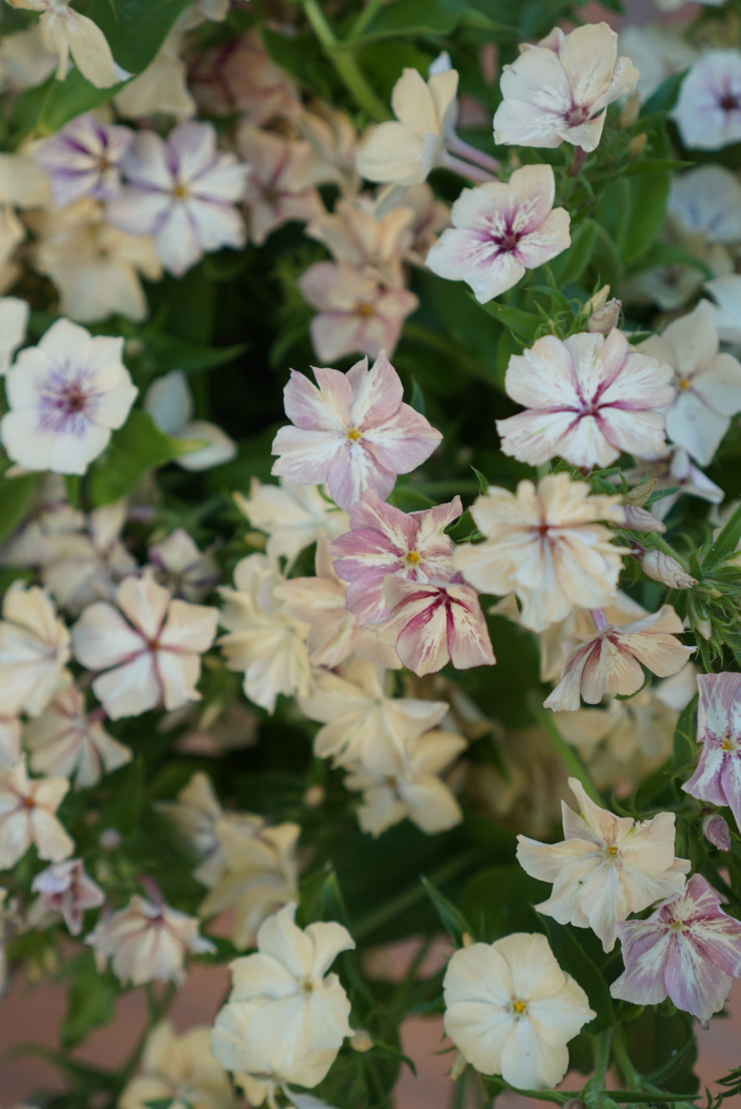 Phlox