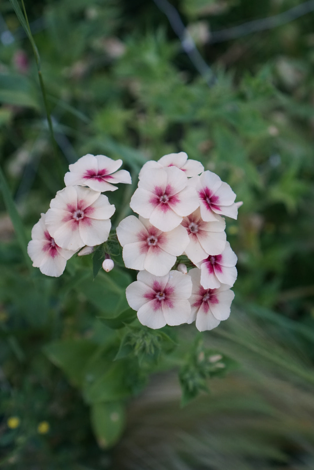 Phlox