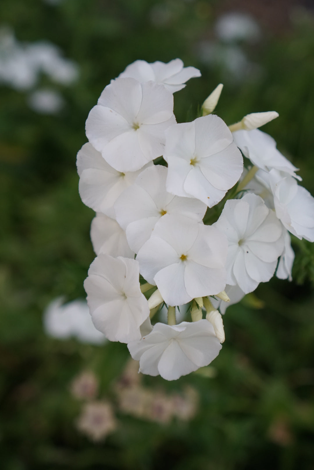 Phlox