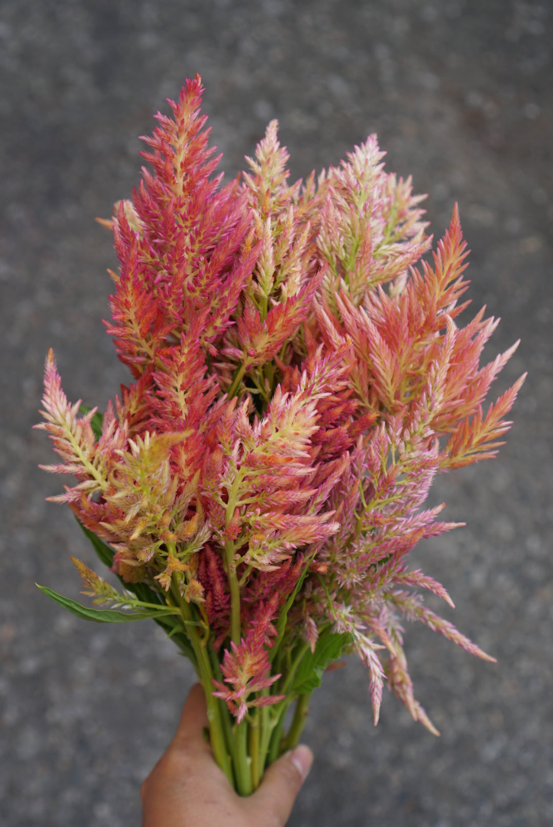 Celosia