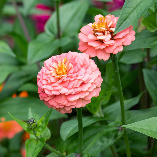 Zinnia