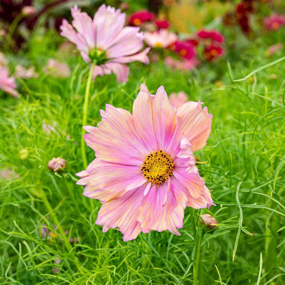 Cosmos
