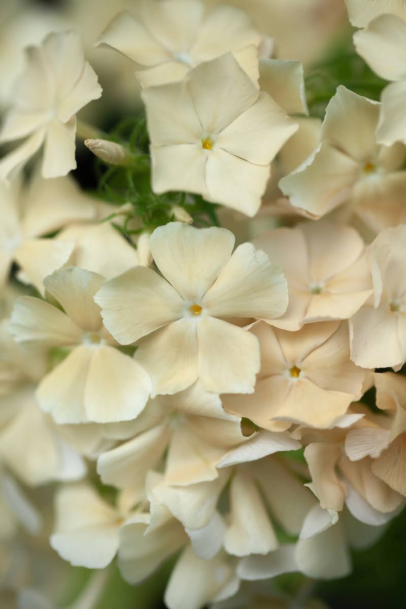 Phlox