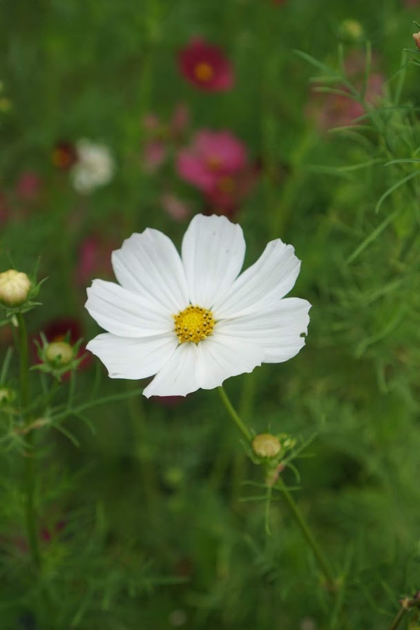 Cosmos