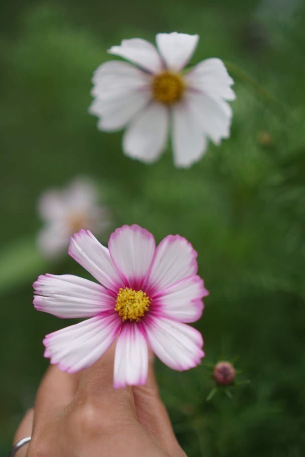 Cosmos