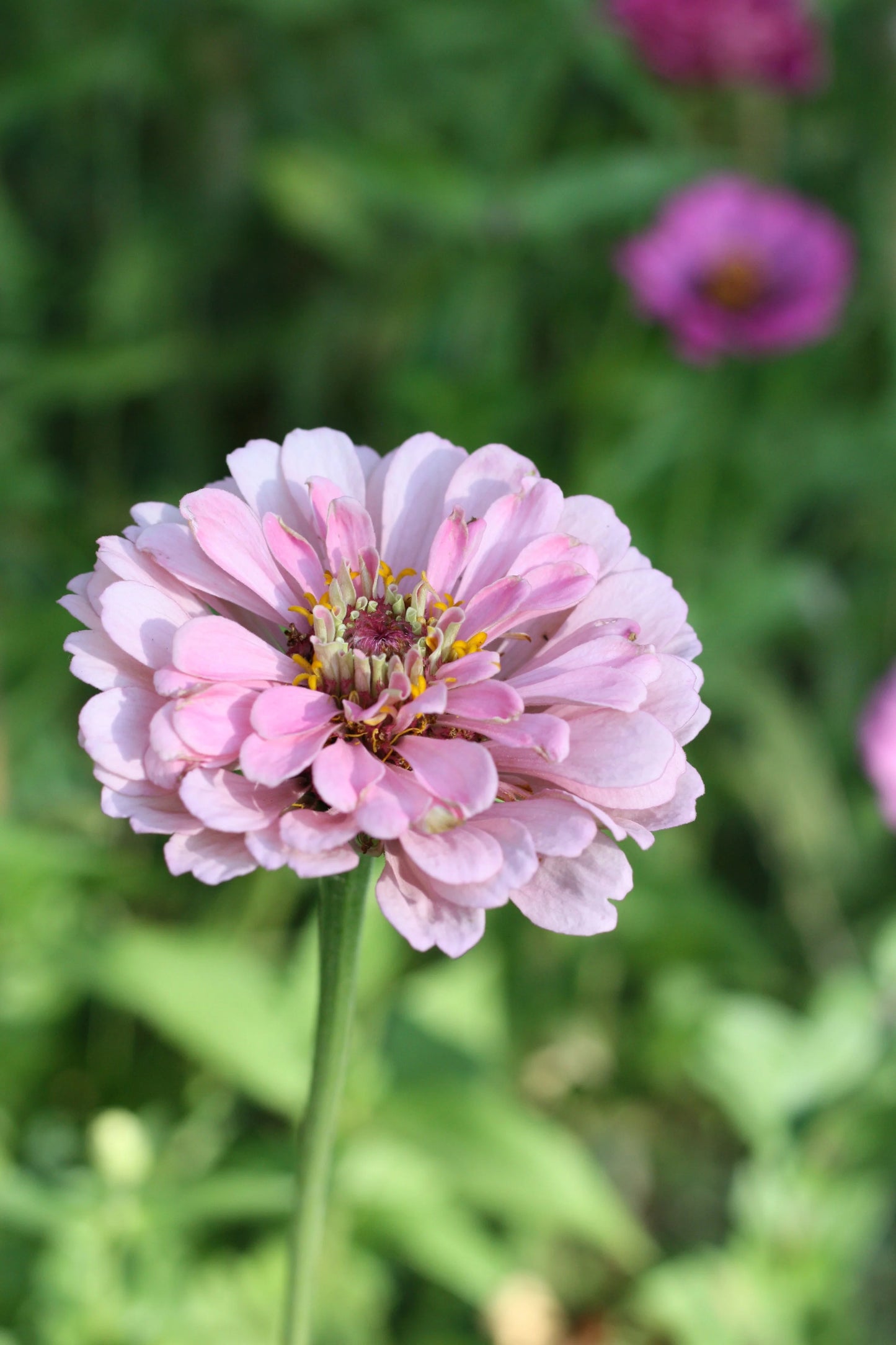 Zinnia
