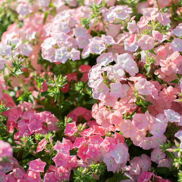 Phlox
