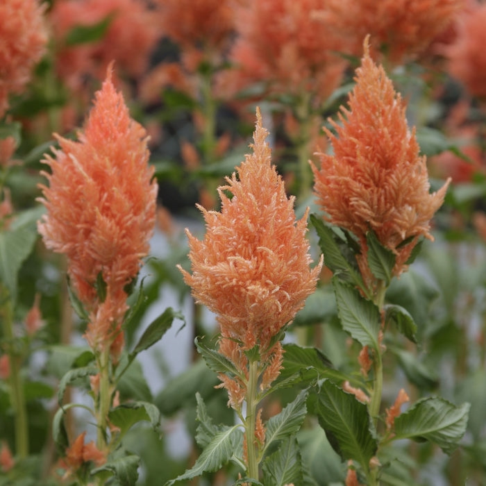 Celosia