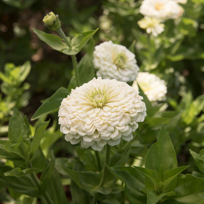Zinnia