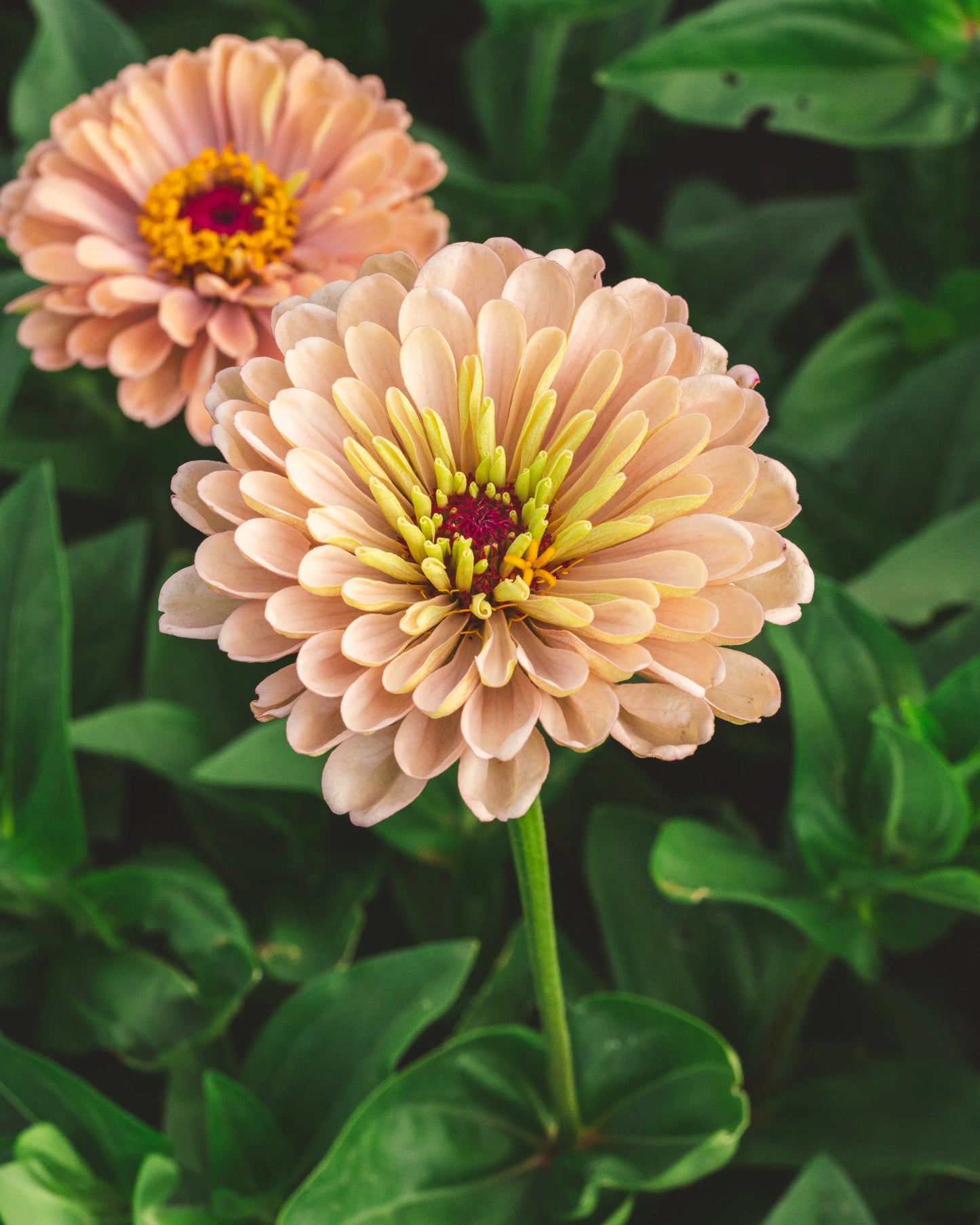 Zinnia