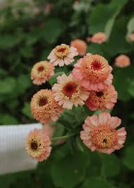 Zinnia