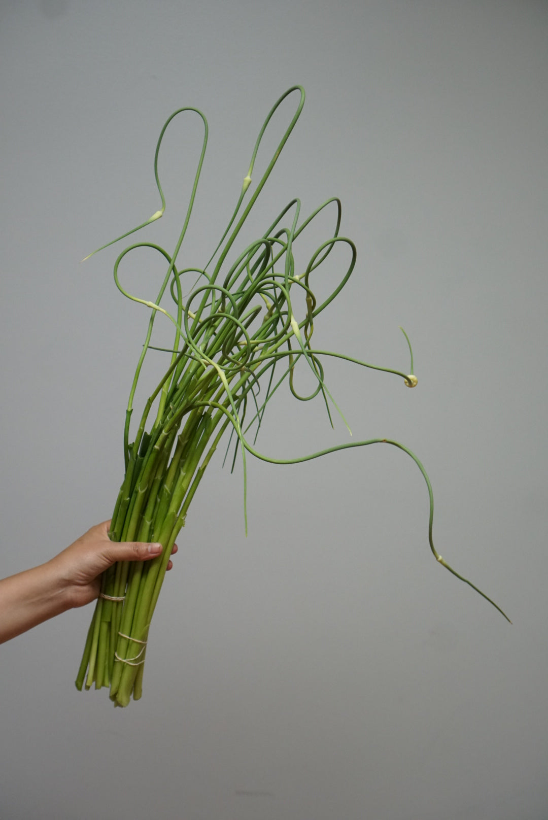 Garlic Scape