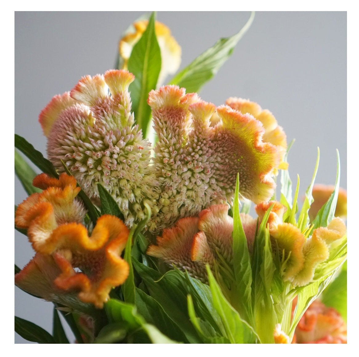 Celosia