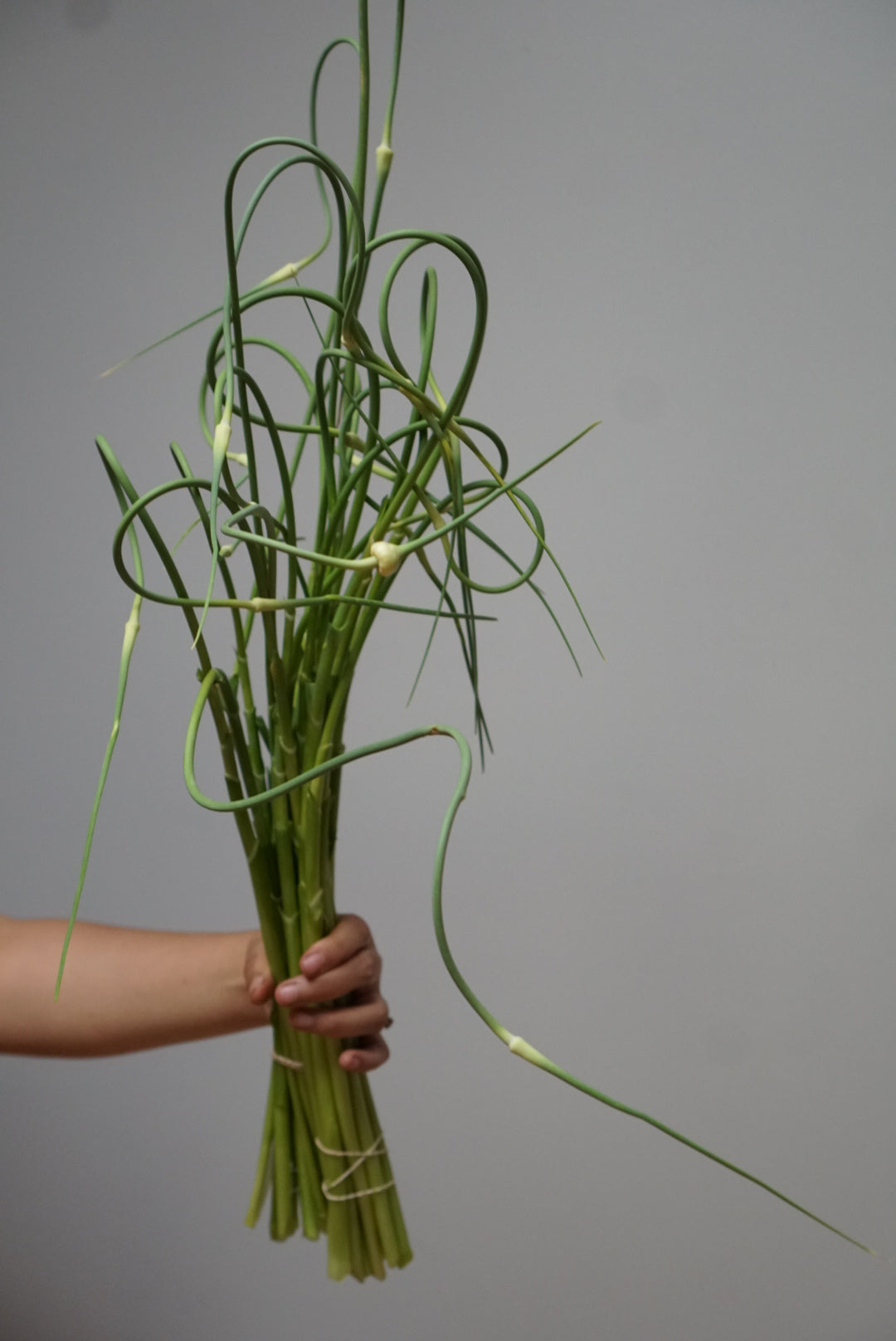 Garlic Scape