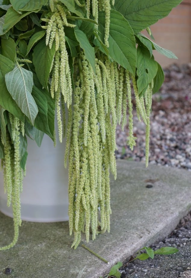 Amaranthus - Green