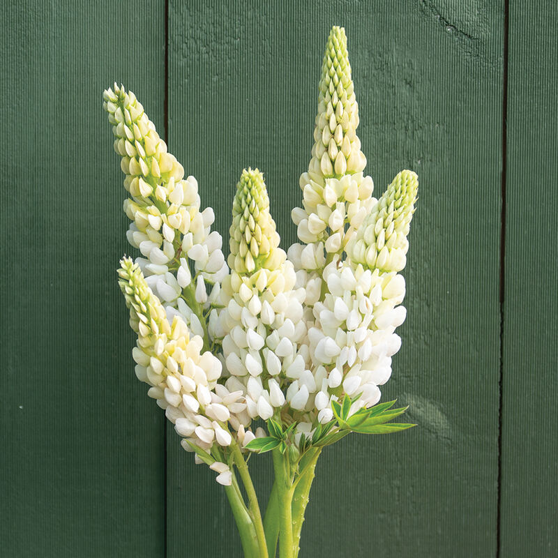 Lupine White