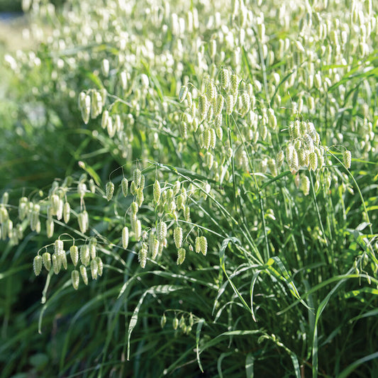 Quaking Grass