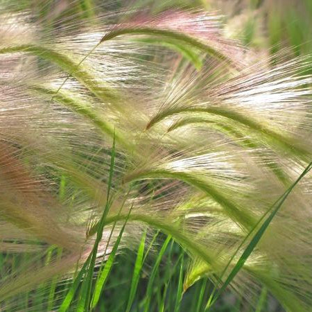 Foxtail Barley