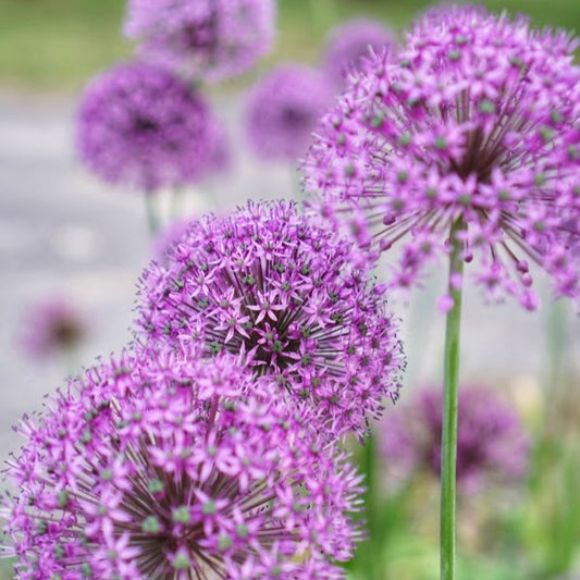 Allium