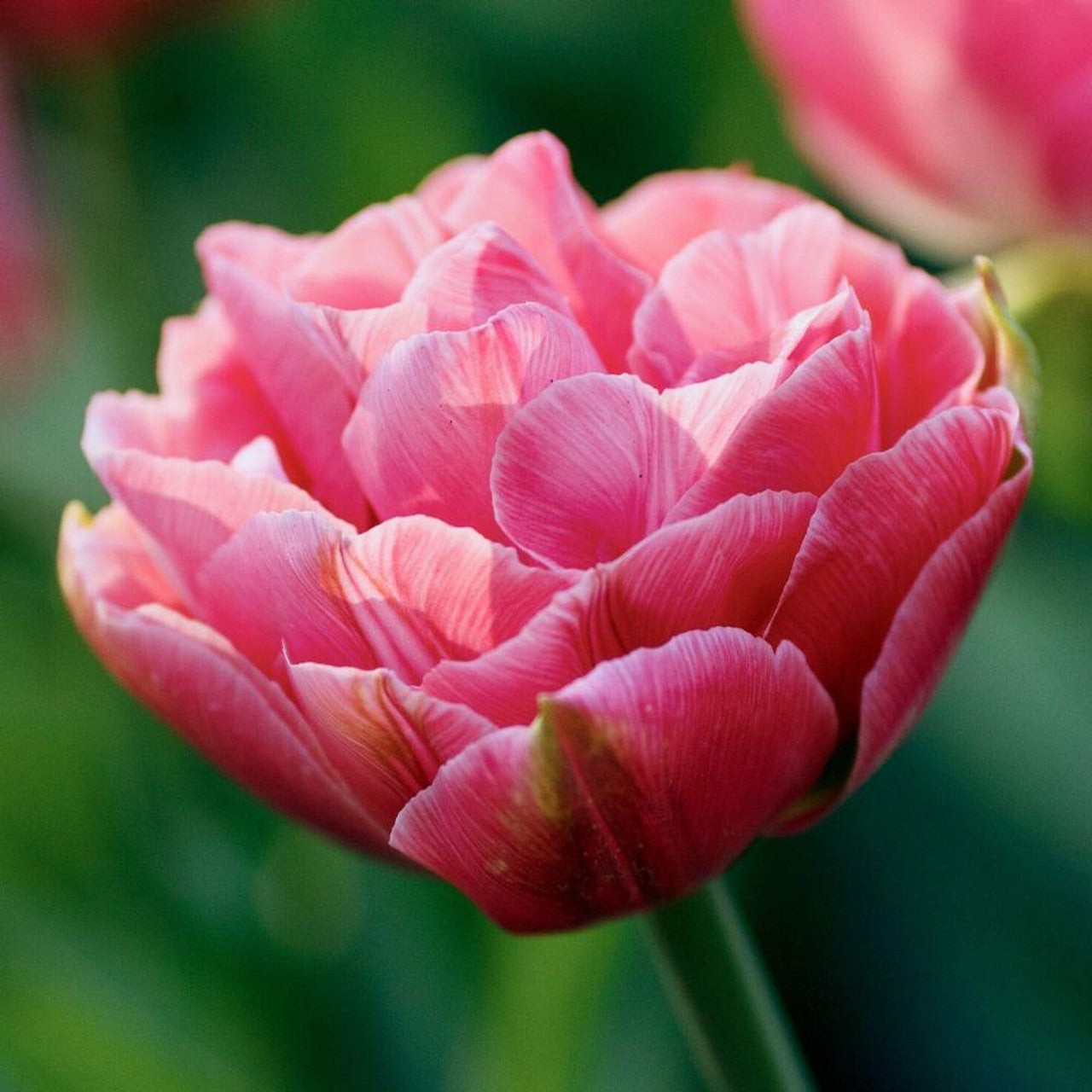 Tulip Aveyron (pink, double)