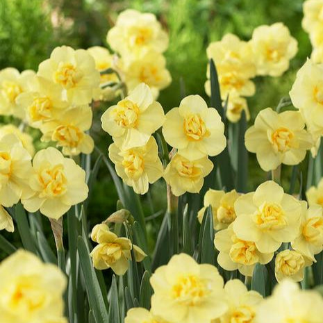 Daffodil Yellow Cheerfulness