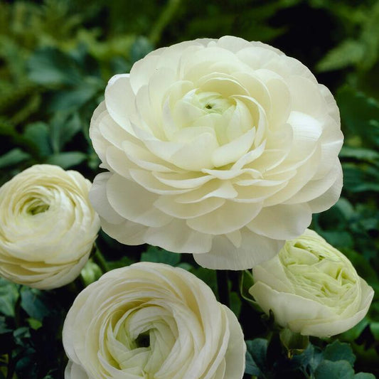 Ranunculus - White