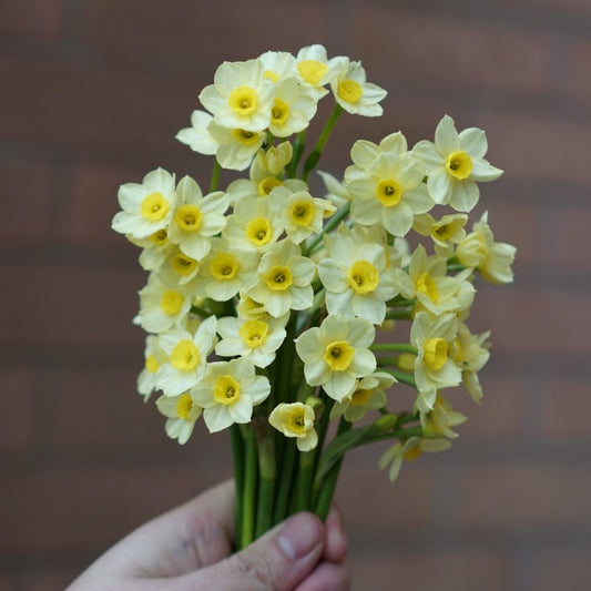 Daffodil Minnow (mini daffodil)