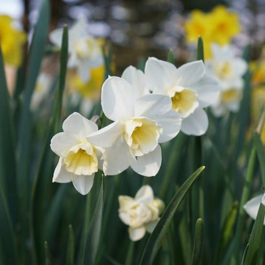 Daffodil Sweet Love