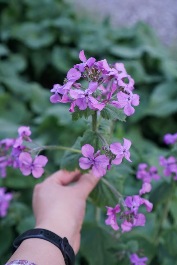 Lunaria