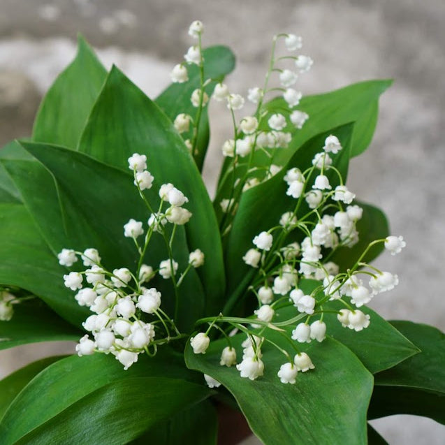 Lily of the valley