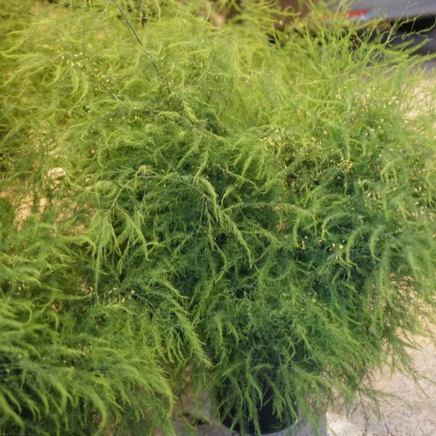 Asparagus Foliage