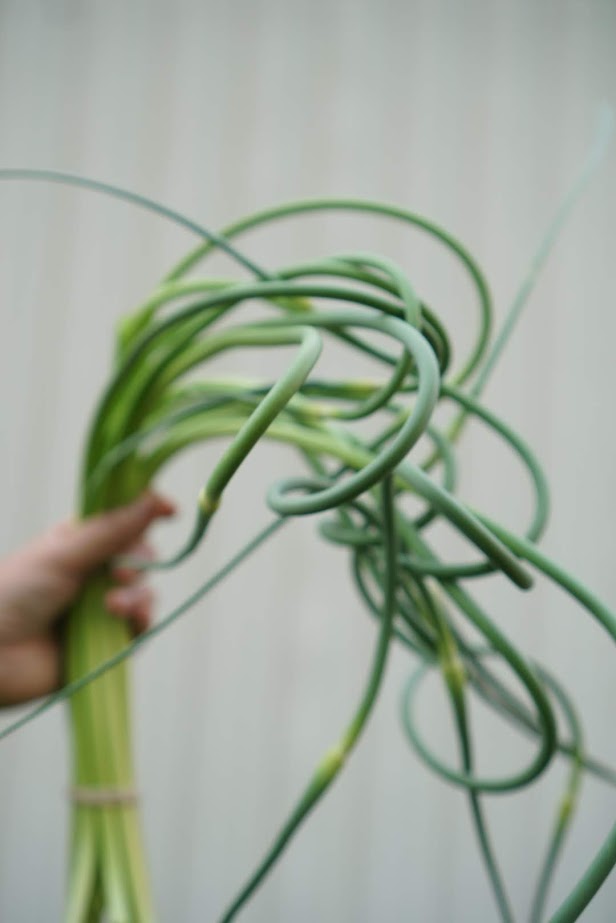 Garlic Scape