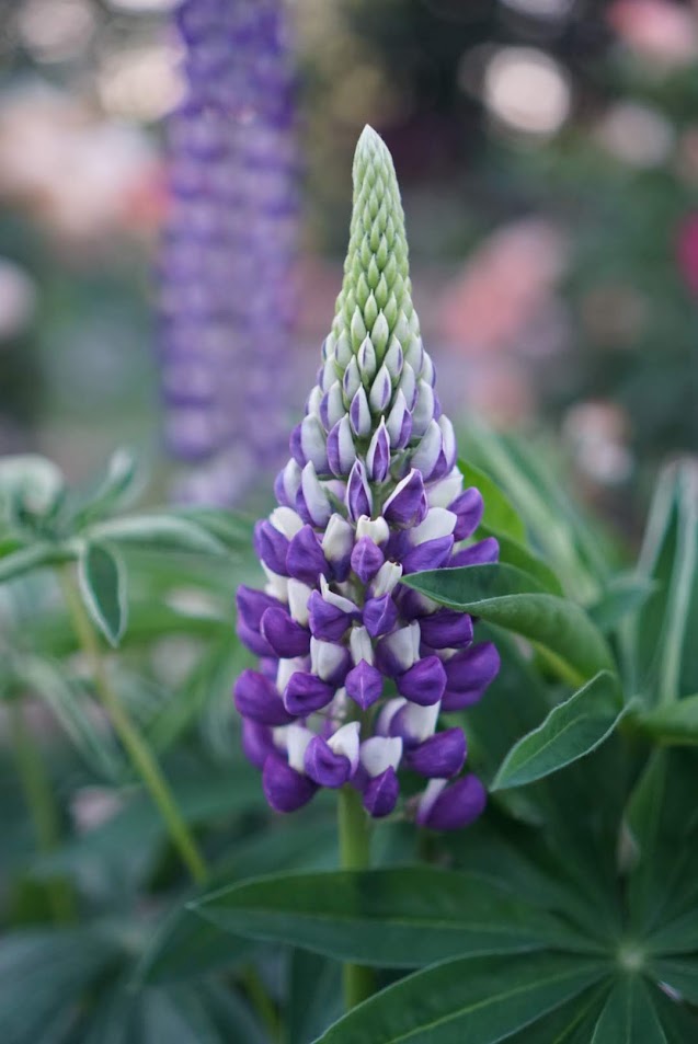 Lupine Purple