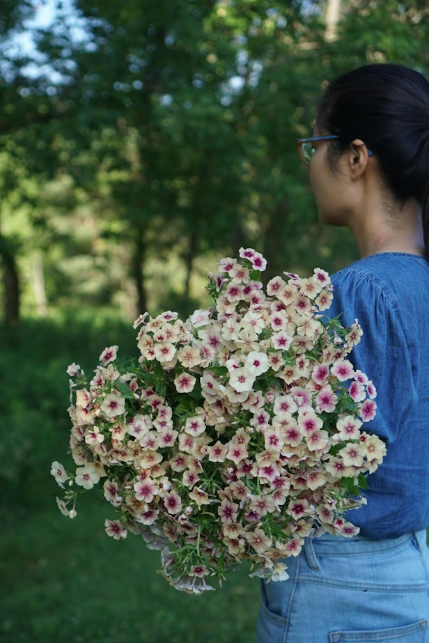 Phlox - Cherry Caramel