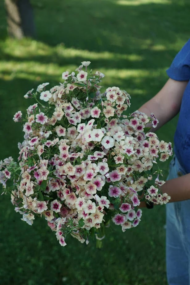 Phlox - Cherry Caramel