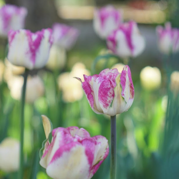 TULIP Double Shirley (white with purple edging, double)