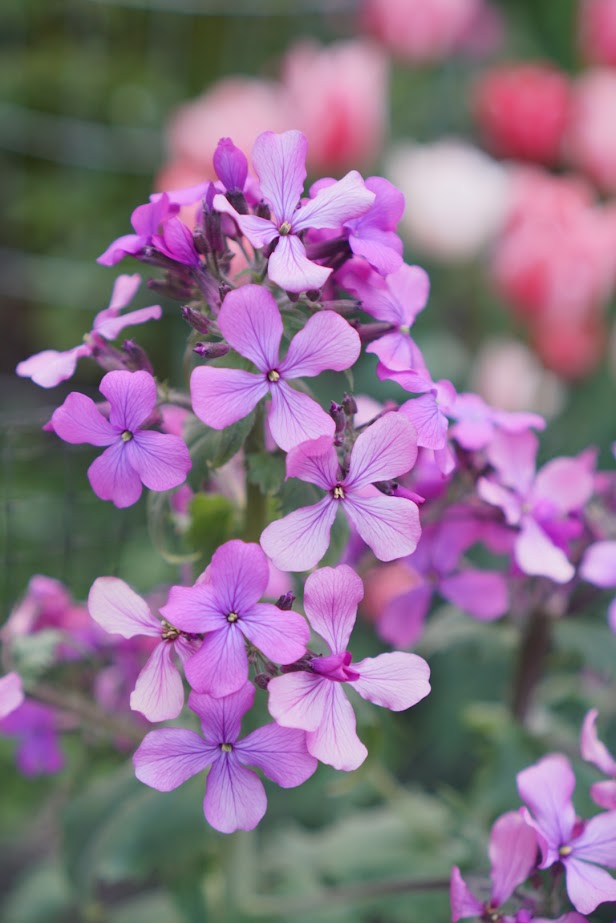 Lunaria