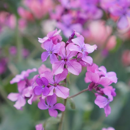 Lunaria - Available mid to late May