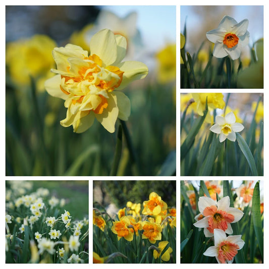 Daffodil - Delightful Mix