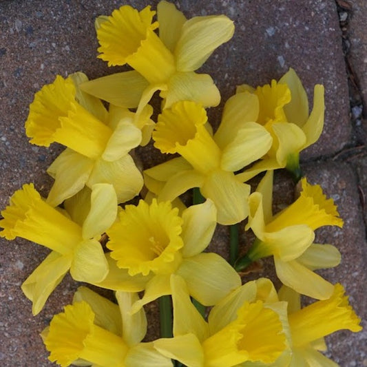 Daffodil - Yellow