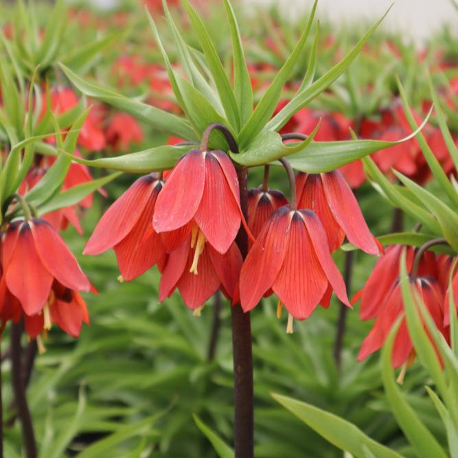 FRITILLARIA Red Beauty