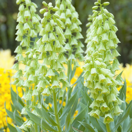 FRITILLARIA Persica Ivory Bells