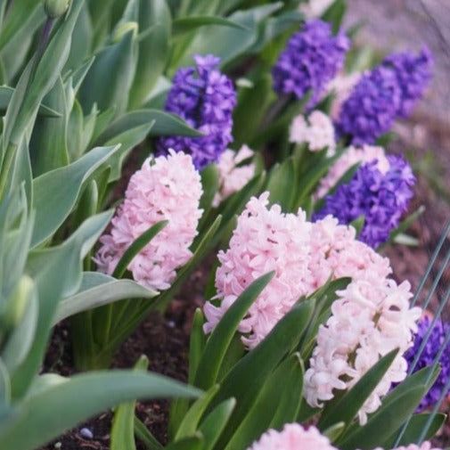 Hyacinth - assorted (white, pink, purple)
