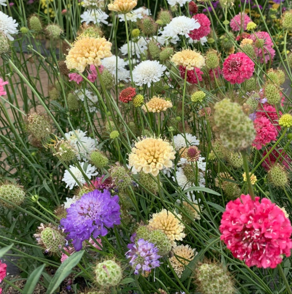 Scabiosa