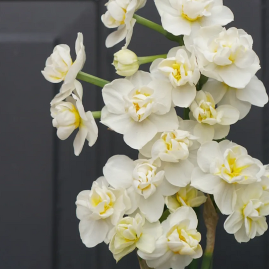 Daffodil Bridal Crown