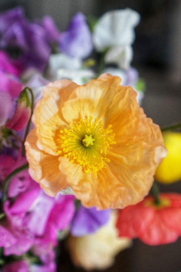 Iceland Poppy