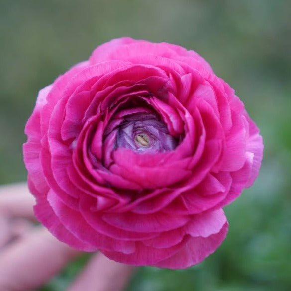 Ranunculus Bonbon