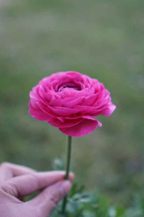 Ranunculus Bonbon